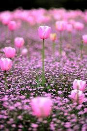 apic (180x270, 13 Kb)