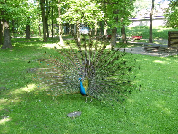 S6000105 (600x450, 91 Kb)