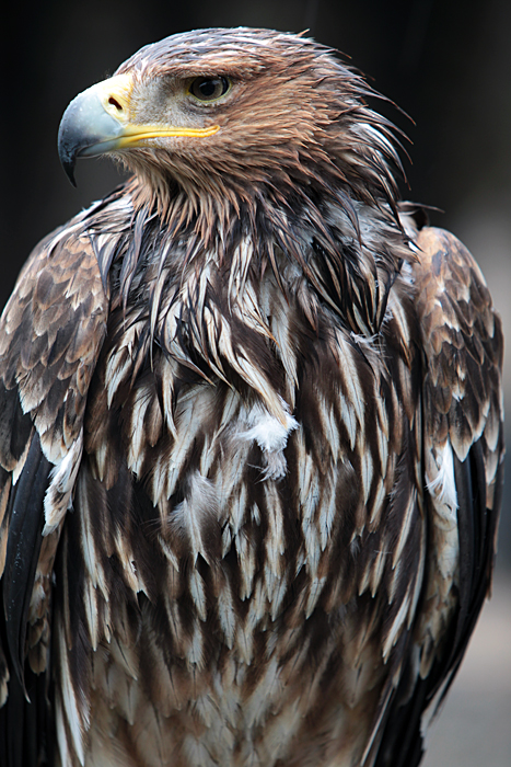  (467x700, 381Kb)