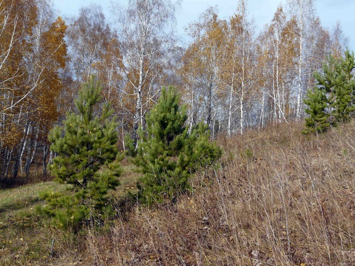  (700x525, 200Kb)