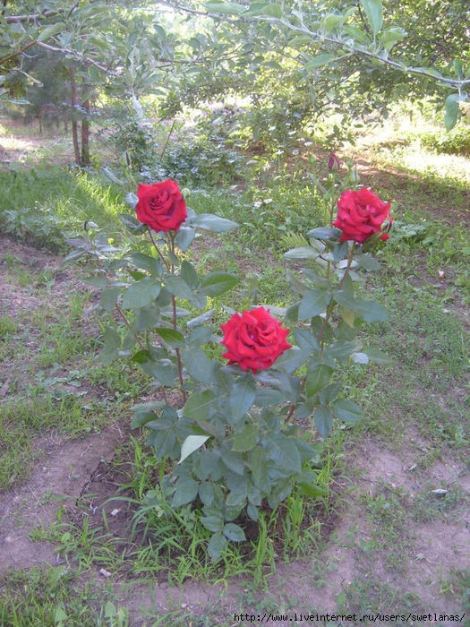  (525x700, 258Kb)