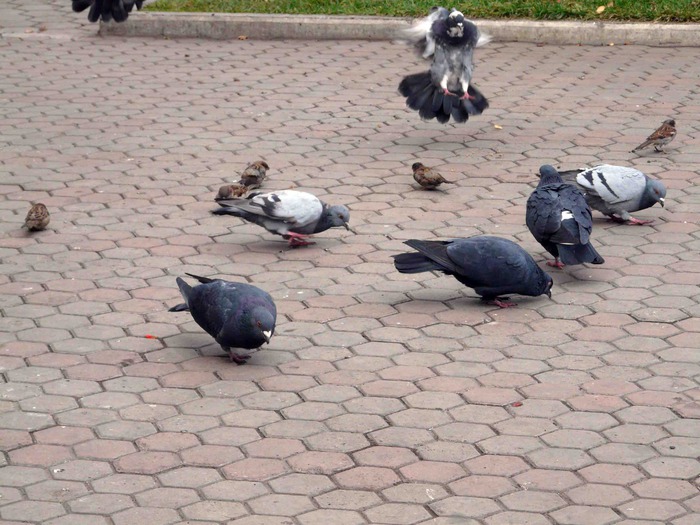  (700x525, 124Kb)
