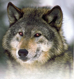 wolf2 (281x301, 59 Kb)