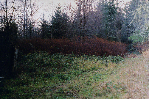  (500x333, 196Kb)