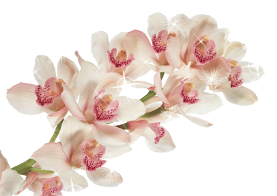 cv095 (400x284, 71 Kb)