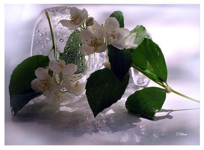 http://img0.liveinternet.ru/images/attach/c/2//65/584/65584280_1287663416_6cb6c188.jpg