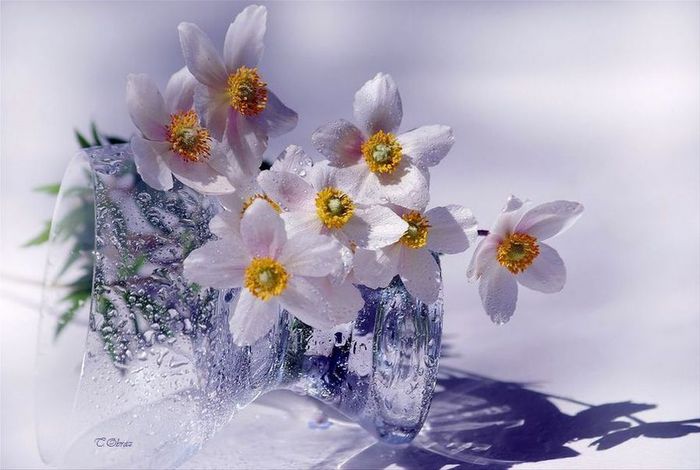 http://img0.liveinternet.ru/images/attach/c/2//65/584/65584296_1287663506_83d54f2d.jpg