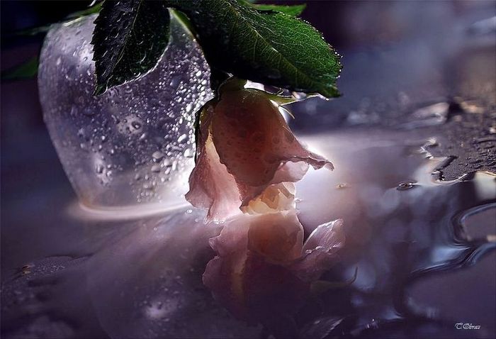http://img0.liveinternet.ru/images/attach/c/2//65/584/65584304_1287663563_10677239.jpg