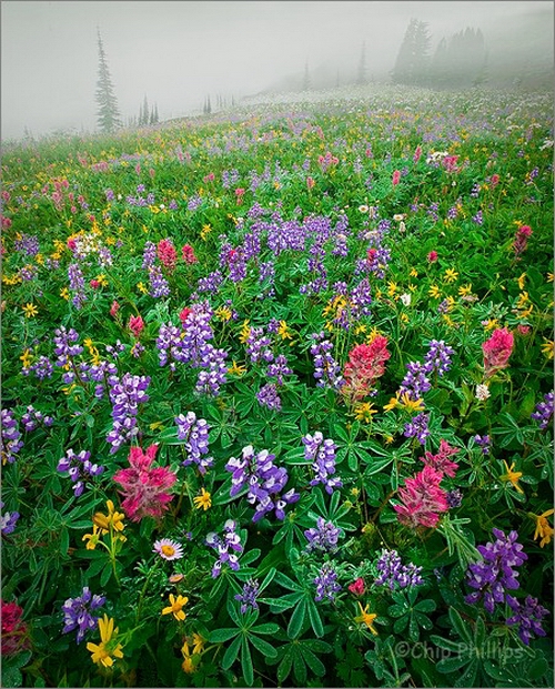  (500x621, 404Kb)