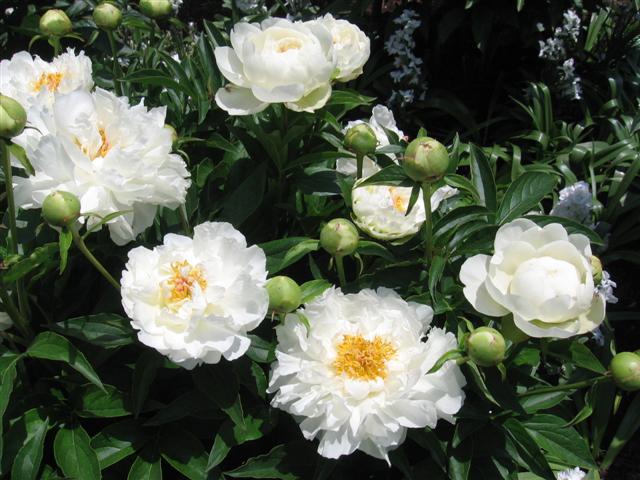  (640x480, 65Kb)