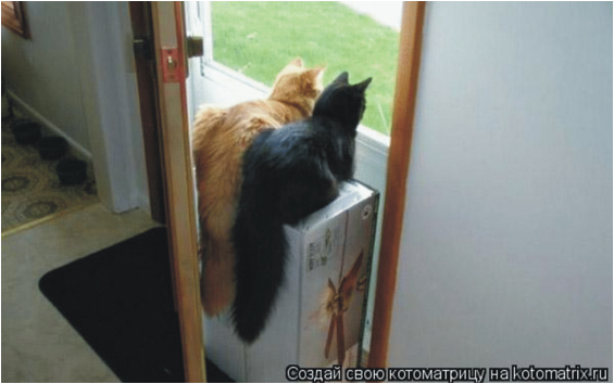 Кошки смотрят в окно.. Обсуждение на LiveInternet - Российский Сервис  Онлайн-Дневников