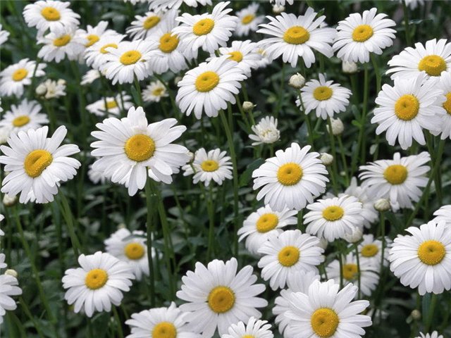  (640x480, 83Kb)