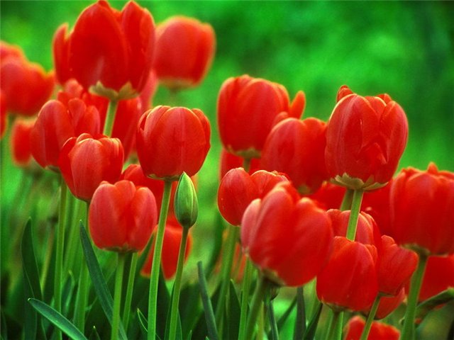  (640x480, 53Kb)