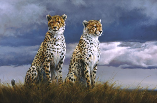 cheetas1_500px (500x330, 46 Kb)