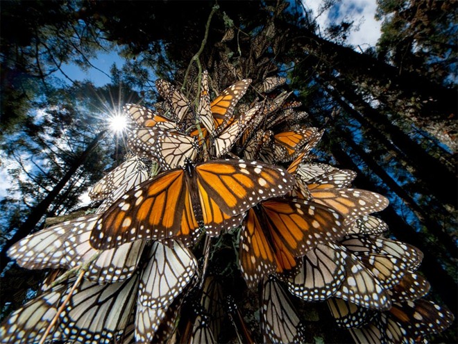  National Geographic  