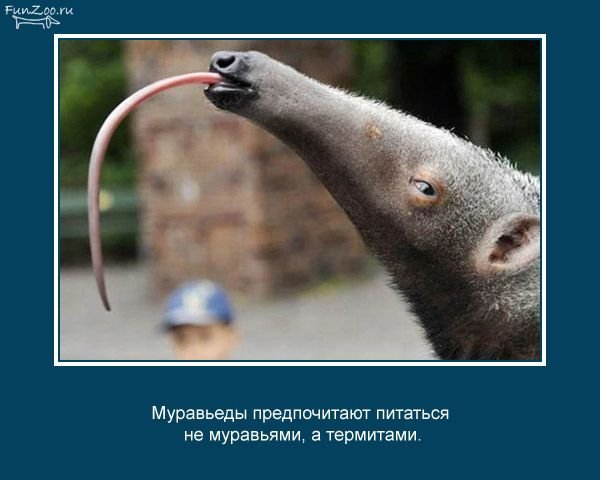  (600x480, 38Kb)