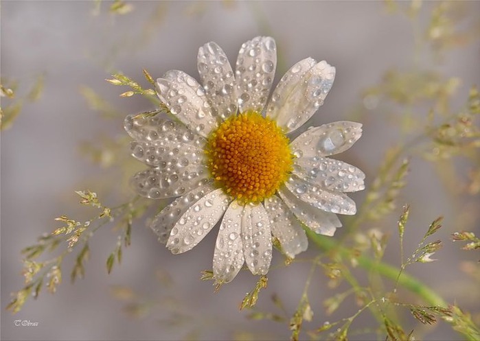 61882196_503 (699x497, 69 Kb)