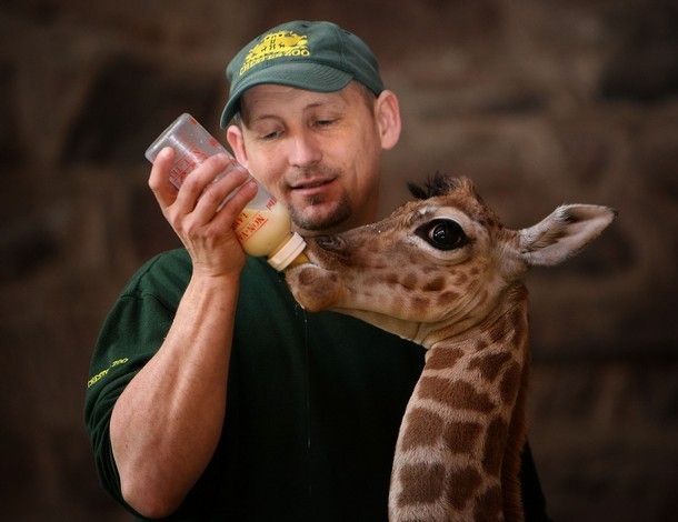 1292406575_1292402696_baby_giraffe_4 (610x470, 50 Kb)