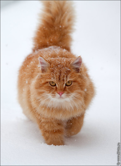 bfoto_ru_2399[1] (512x699, 82 Kb)