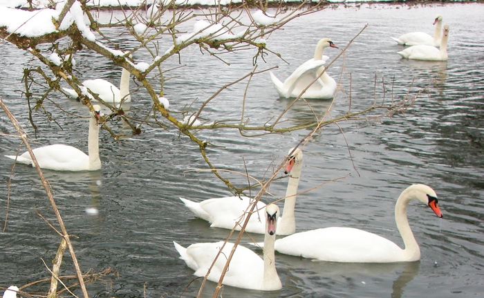 DSC07705 (700x431, 201 Kb)