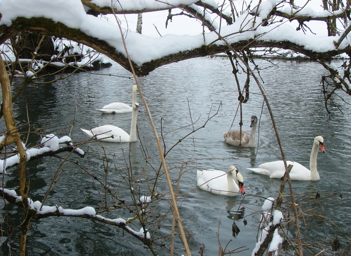 DSC07735 (699x509, 224 Kb)