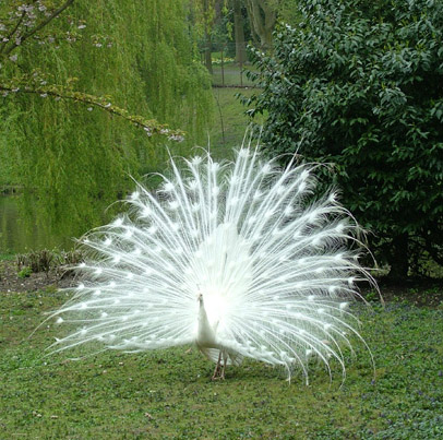 40361_white_20peacock_20at_20leeds_207_20430_787 (406x403, 125 Kb)