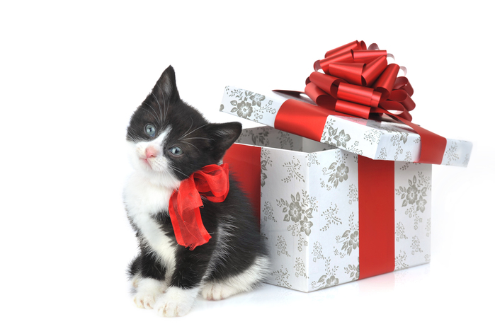 Christmas Cats Wallpaper 02 [4fun (699x465, 153 Kb)