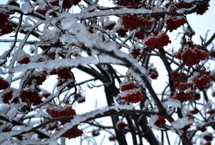 DSC_0009 3 (699x472, 266 Kb)