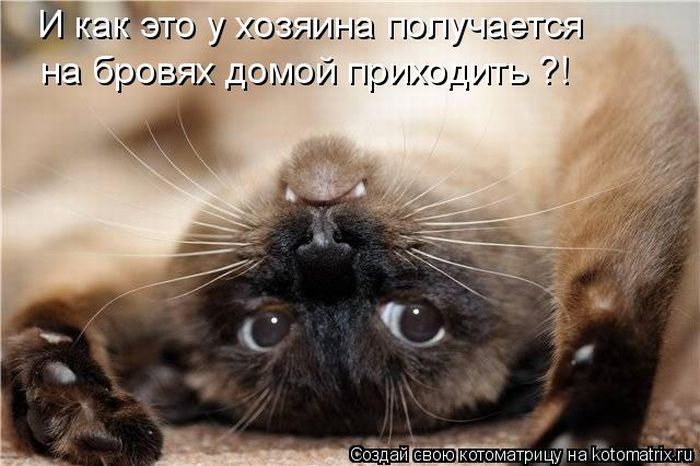 http://img0.liveinternet.ru/images/attach/c/2//69/623/69623668_1295732097_kotomatrix_13.jpg