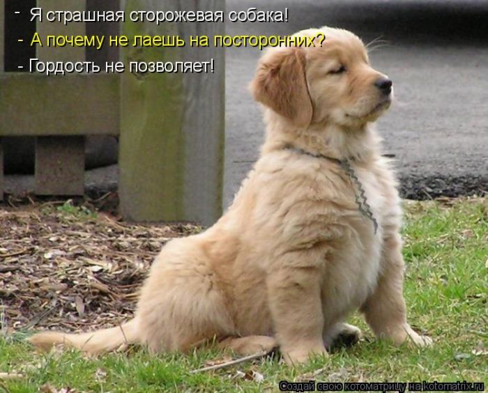 http://img0.liveinternet.ru/images/attach/c/2//69/623/69623676_1295732246_kotomatrix_19.jpg