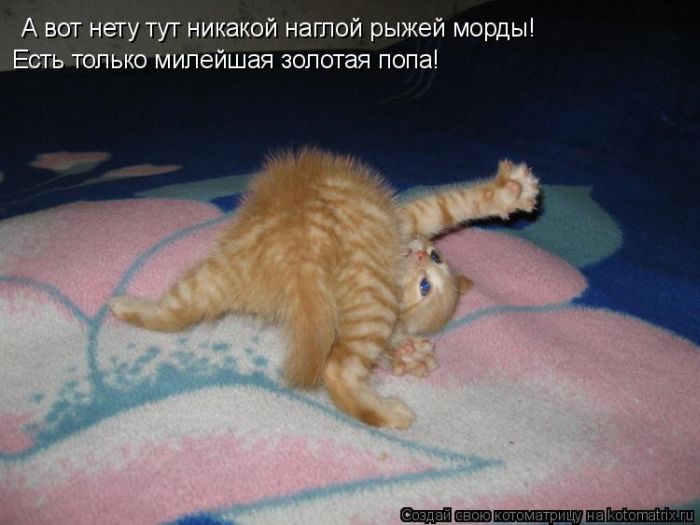 http://img0.liveinternet.ru/images/attach/c/2//69/623/69623680_1295732270_kotomatrix_23.jpg