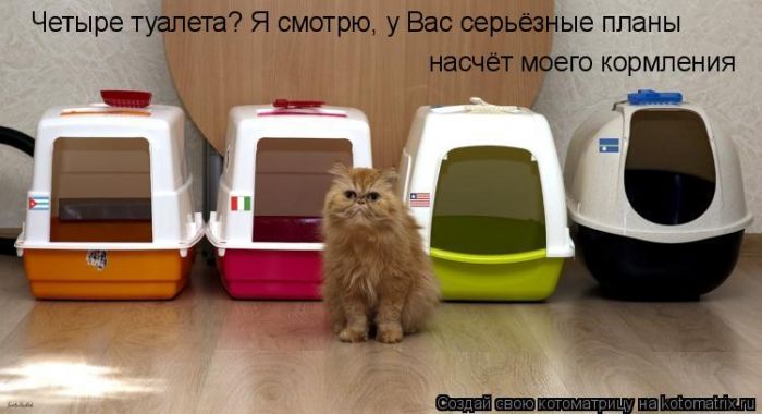 http://img0.liveinternet.ru/images/attach/c/2//69/623/69623688_1295732319_kotomatrix_37.jpg