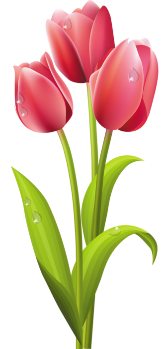 Клипарт Tulips Vector Тюльпаны на прозрачном фоне. Обсуждение на  LiveInternet - Российский Сервис Онлайн-Дневников