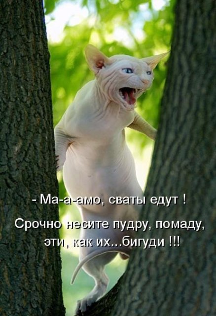 http://img0.liveinternet.ru/images/attach/c/2//69/960/69960636_1cbee9065d60.jpg