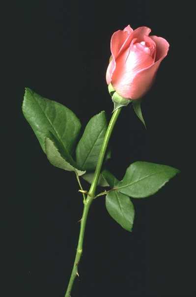 Flower (34) (399x604, 11 Kb)