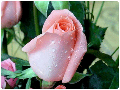 roza (400x301, 123 Kb)