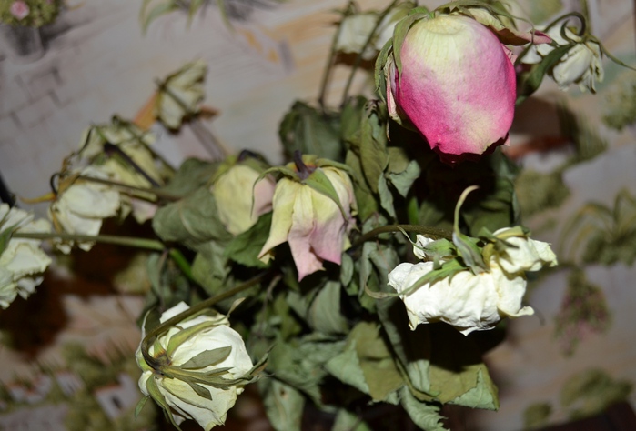 DSC_0539 (699x474, 126 Kb)