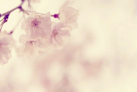 photo-~Chloe89-flowers-SNSL_large (440x294, 22 Kb)