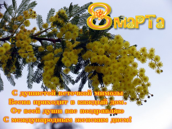 http://img0.liveinternet.ru/images/attach/c/2//71/676/71676928_mimoza.jpg