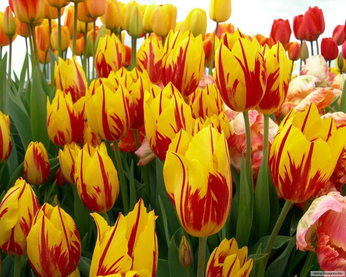 40584469_tulipan086 (700x560, 98 Kb)