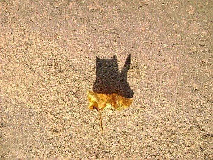  (700x525, 110Kb)