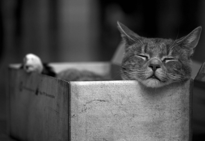 71443566_image_mid_182 (700x484, 83 Kb)