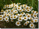 romashka