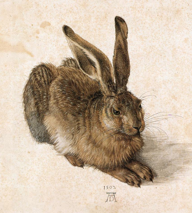 http://img0.liveinternet.ru/images/attach/c/2//72/622/72622752_Durer_Young_Hare.jpg