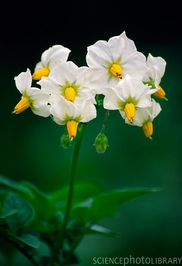 B7601144-Potato_flowers_(Solanum_tuberosum)-SPL (363x530, 48 Kb)