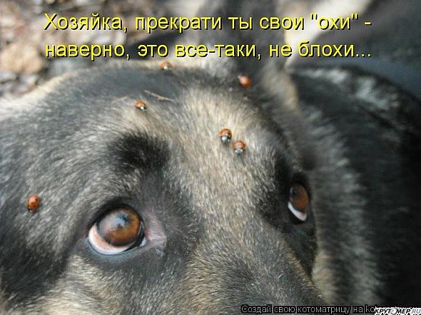  (590x442, 81Kb)