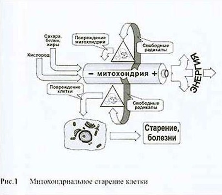 Свободные радикалы картинки