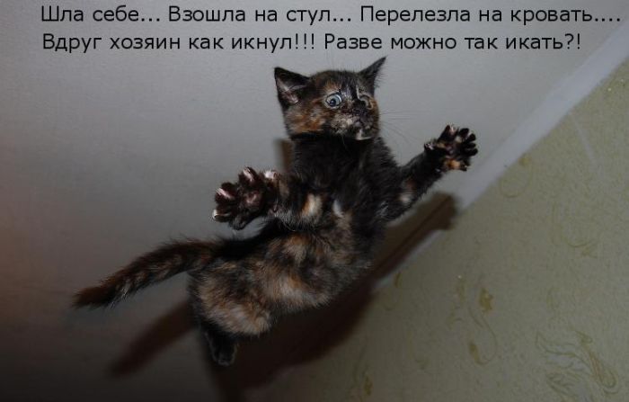 http://img0.liveinternet.ru/images/attach/c/2/65/148/65148173_kotomatrix_14.jpg