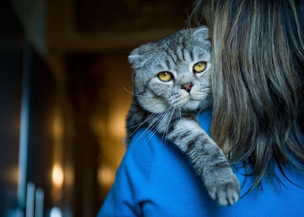 Фото человек и котенок