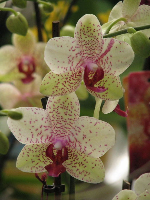 Орхидеи в крап фото с названиями